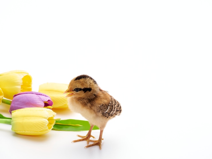 Foto ovos de páscoa coloridos e filhotes.