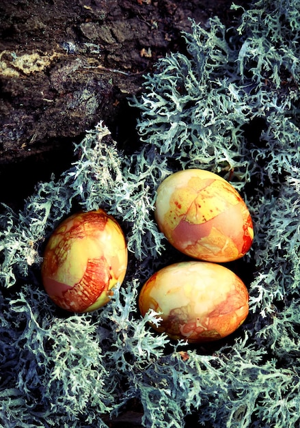 Ovos de páscoa coloridos no musgo na floresta