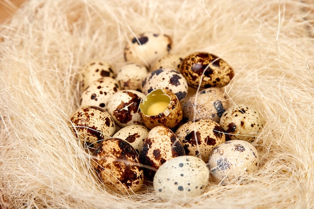 Ovos de Páscoa de codorna no ninho em fundo de madeira.