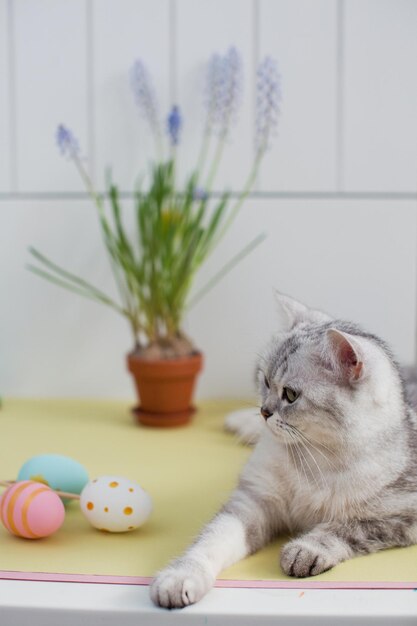 Ovos de páscoa de gato cinza e muscari em um vaso de barro