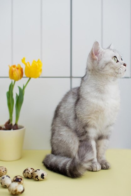 Ovos de páscoa de gato cinza e muscari em um vaso de barro