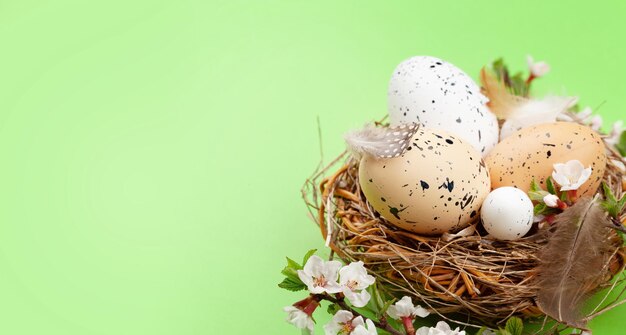 Ovos de páscoa e flor de cerejeira