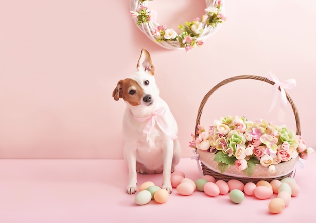 Ovos de páscoa e flores. cesta de páscoa e cachorro com flores e ovos em fundo rosa