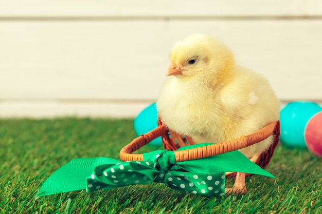 Ovos de Páscoa e frango na grama verde