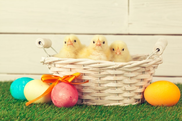 Ovos de Páscoa e galinhas na grama verde