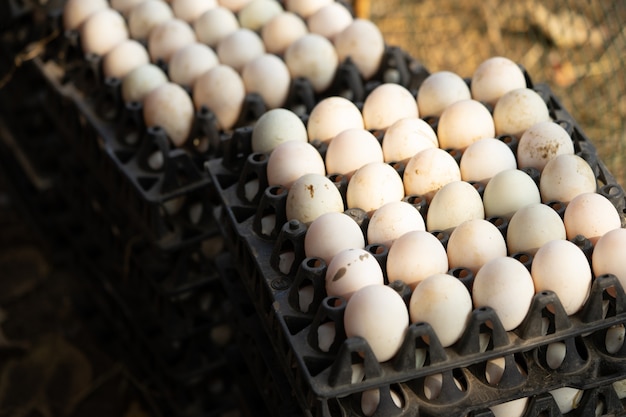 Ovos de pato na fazenda são coletados para venda.