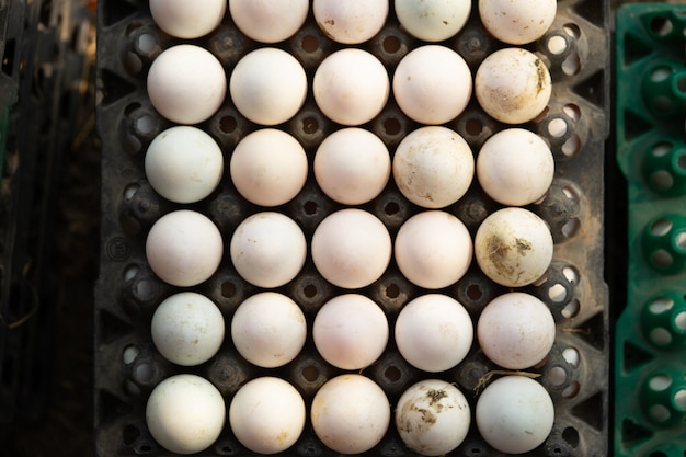 Ovos de pato na fazenda são coletados para venda.