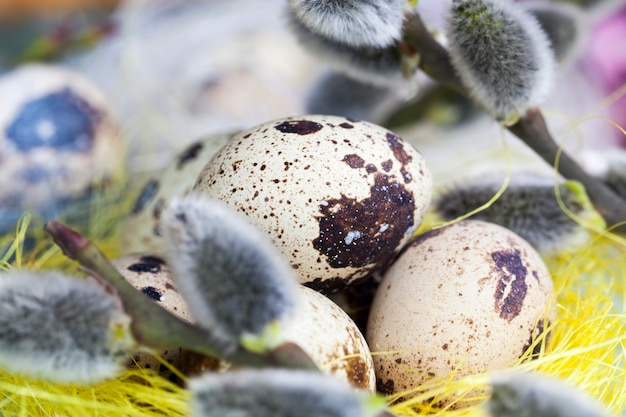 Ovos de ramos de salgueiro floridos para a celebração da Páscoa, close-up de elementos festivos