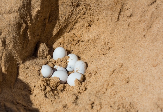 Ovos de répteis, lagartos descobertos durante a escavação na areia.