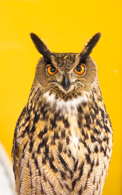 Owl Closeup in die Kamera schaut Ein Tier niemand Konzept für Wildheit und Tierwelt