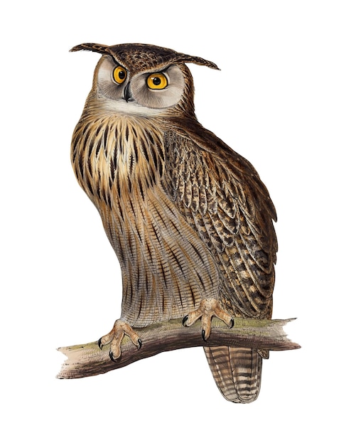 Owl png vintage illustration transparenter Hintergrund Remix von rawpixel More View öffentlich zugängliche Bildquelle a hrefhttpscollectionsartsmiaorgart75139 target_blank relnoopener noreferrer nofollowherea