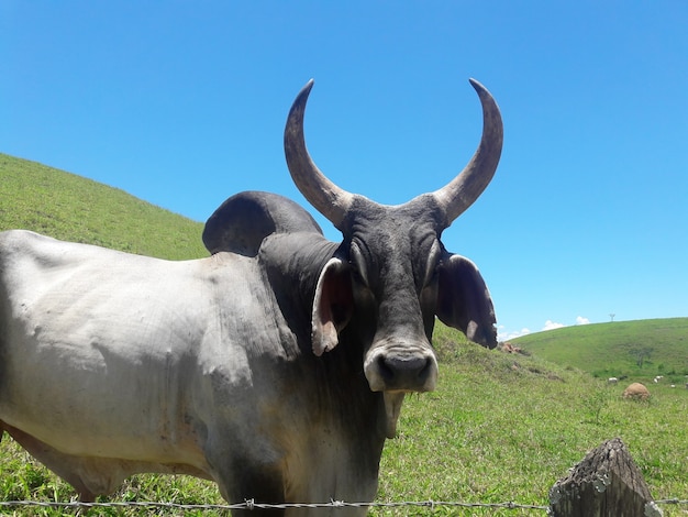 Ox Guzera fue la primera raza de ganado cebú que llegó a Brasil.