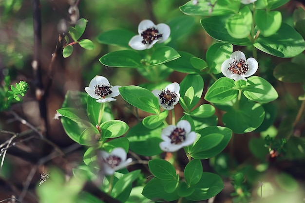 Oxalis blüht im Wald, Landschaft im Frühlingswald, saisonale erste Blumen