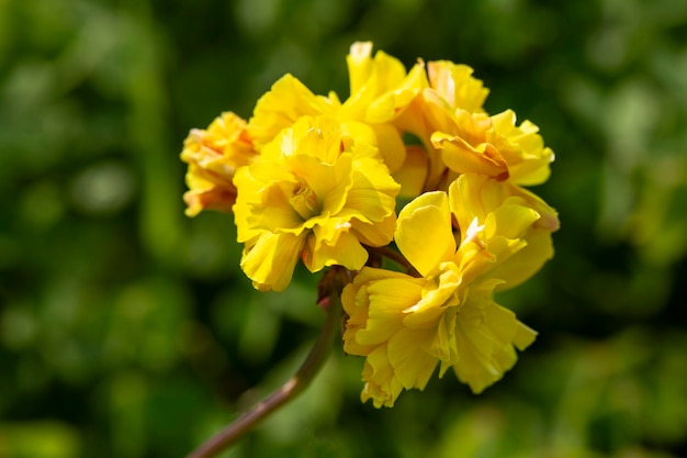 Foto oxalis compressa de doble flor amarilla