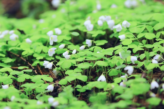 oxalis florece en el bosque, paisaje en el bosque de primavera, primeras flores de temporada