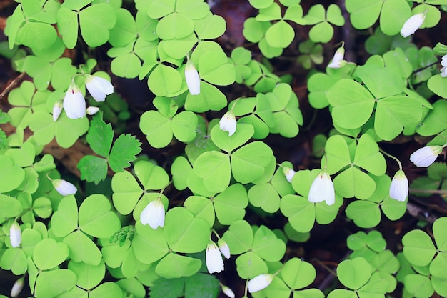 oxalis floresce na floresta, paisagem na floresta da primavera, primeiras flores sazonais