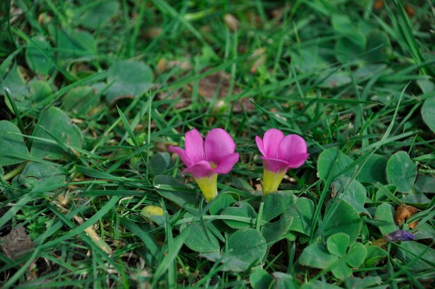 Oxalis purpurea em um gramado no porto