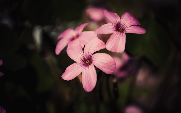 Foto oxalis rosa flores