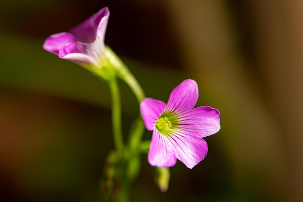 Oxalis rosa lindos e coloridos Oxalis rosa vistos através de um foco seletivo de fundo escuro de lente macro