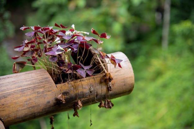 Oxalis triangularis em uma panela de bambu.