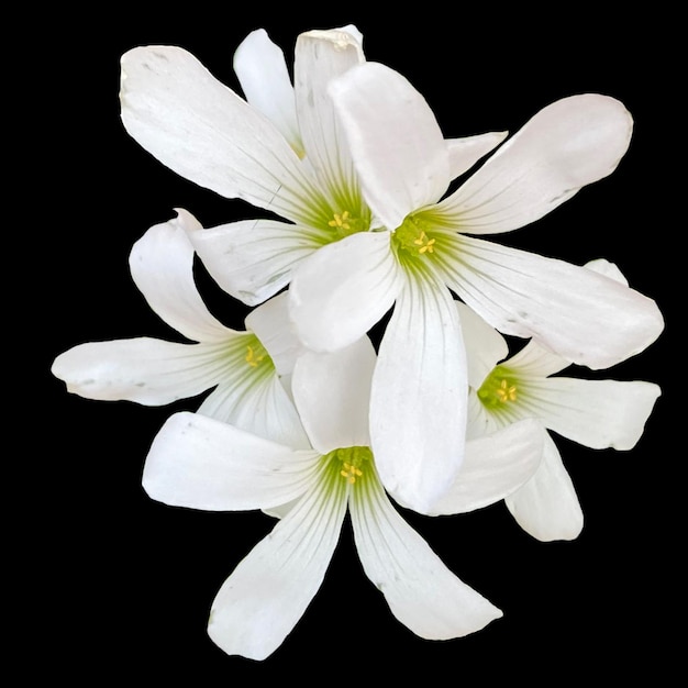 Oxalis triangularis flor fondo negro