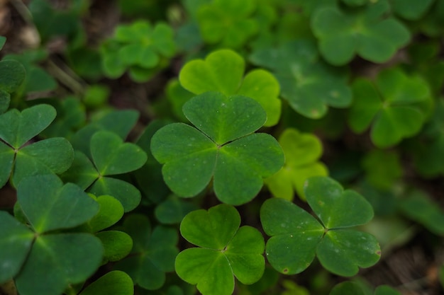 Oxalis violacea Bush en verano