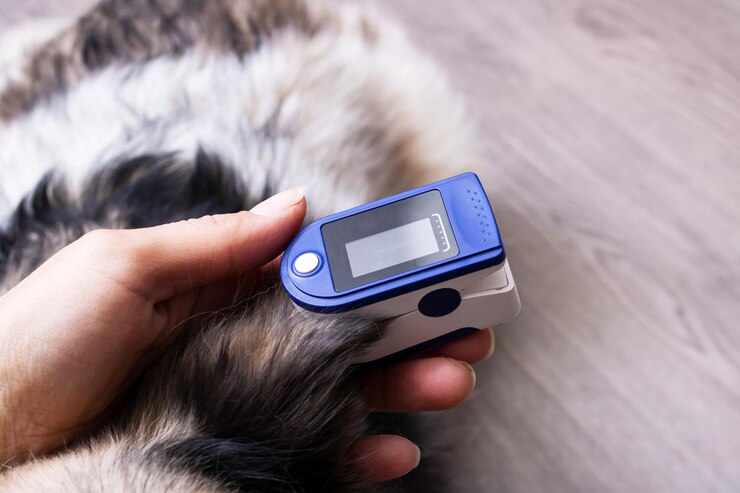 Oxímetro de pulso no exame veterinário da orelha do cão
