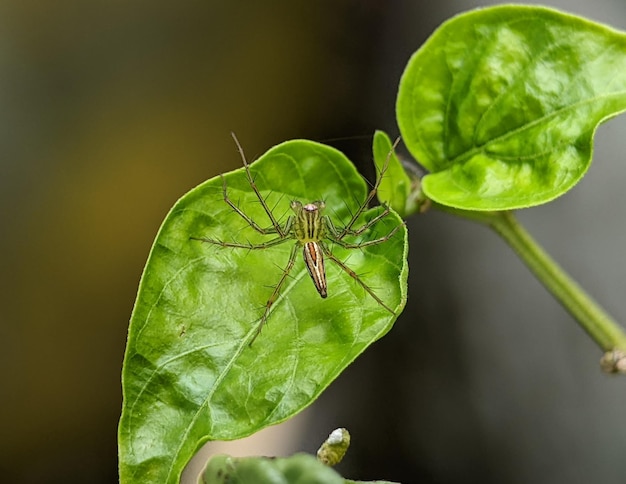 Oxyopes salticus es una especie de araña lince