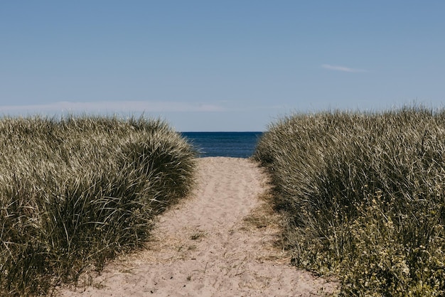 Ozean mit Gras und sandigem Gehweg