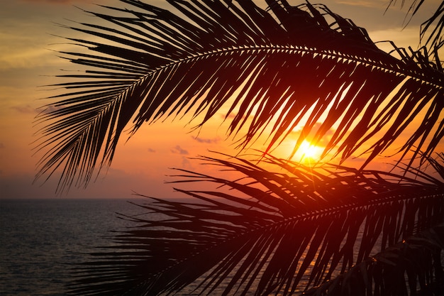 Ozean Sonnenuntergang sichtbar durch Palmblätter