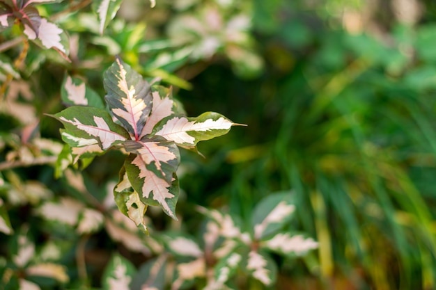 Foto p. keense verlässt den garten