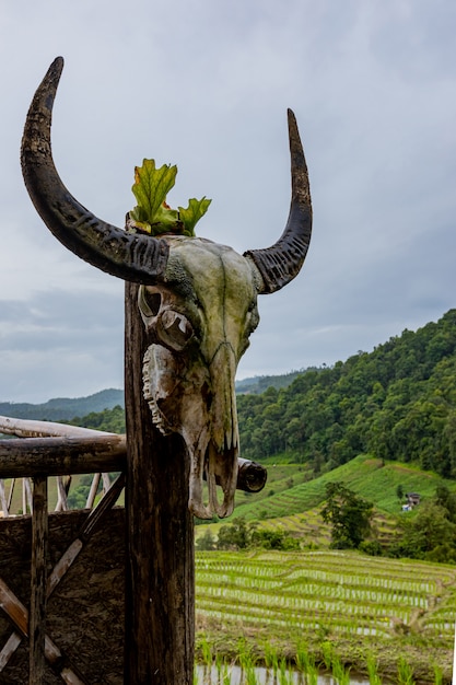 Pa Bong Piang Rice Terraces in der Regenzeit, Chaingmai, Thailand