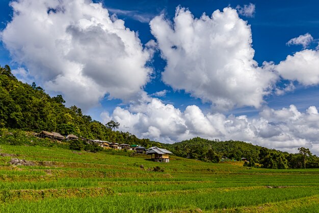 Pa Bong Piang Rice Terraces in der Regenzeit, Chaingmai, Thailand