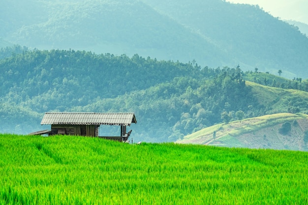 Pa Bong Piang Rice Terraces en Mae Chaem, Chiang Mai, Tailandia.