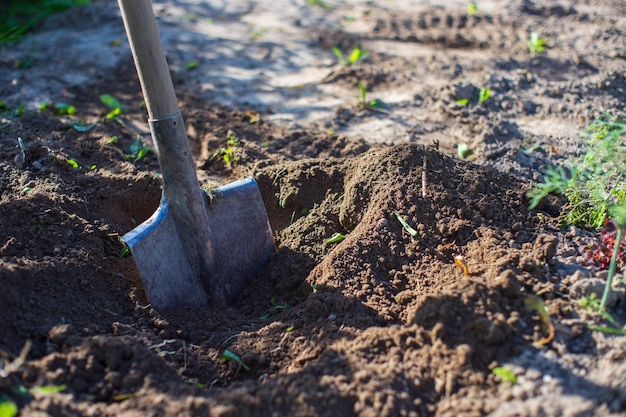 Pá de ferramenta de jardim do agricultor Conceito de jardinagem Trabalho agrícola na plantação