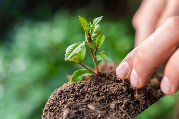 Pá de jardim verde desfocando o fundo da natureza com a planta jovem