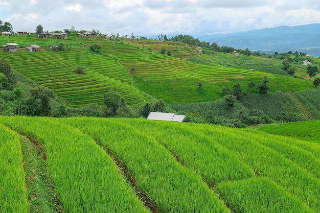 Foto pa pong piang reisterrassen im norden von chiangmai thailand ..