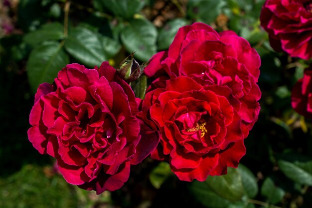 Paar blühende schöne bunte Rosen im Garten