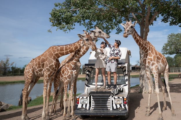 Paar, das eine Bustour macht, füttert und mit Giraffe auf Safari Open Park Zoo spielt.