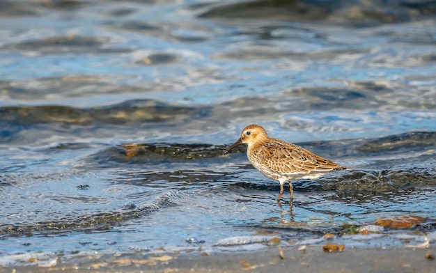 Paar Dunlin im Naturpark Albufera von Valencia