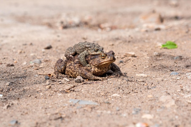 Paar Erdkröten im Amplexus am sandigen Ufer eines Teiches