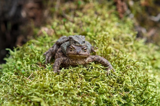 Paar Erdkröten im Amplexus zwischen Moos