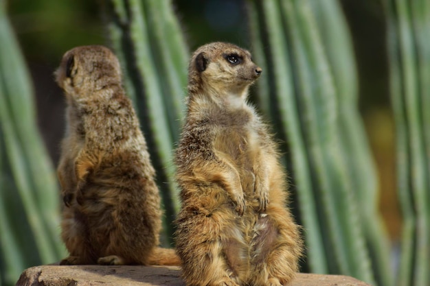 Paar Erdmännchen, die als Team arbeiten, um die Herde zu verteidigen