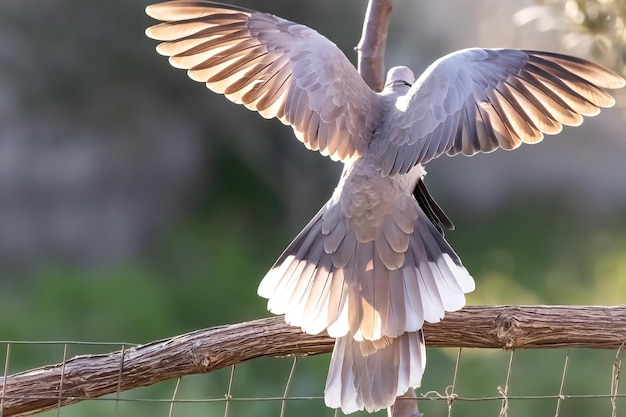 Foto paar eurasische kragentauben oder streptopelia decaocto verliebt auf dem grünen hintergrund hallo frühling