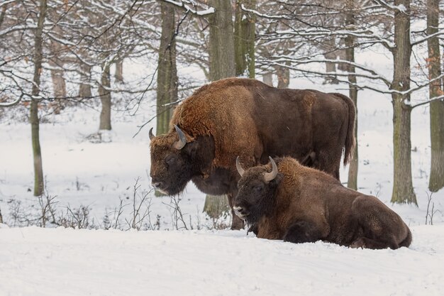 Paar europäische Bisonos, Bison Bonasus, im Wald im Winter.