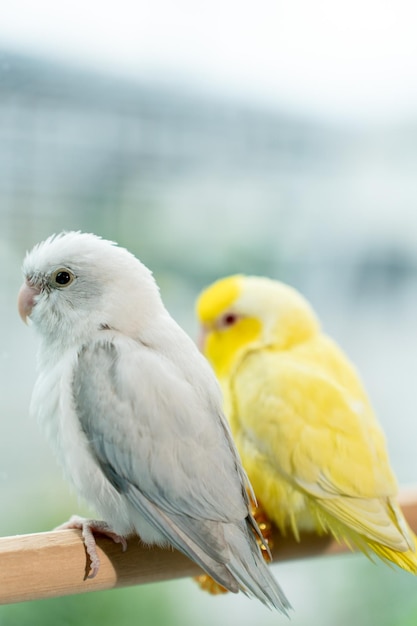 Paar Forpus kleiner Papageienvogel auf einer Holzstange