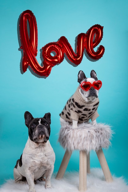 Paar französische Bulldoggenhunde verliebt in Happy Valentines Day mit aufblasbarem rotem Ballonhintergrund mit dem Wort Liebe und rote Herzbrille