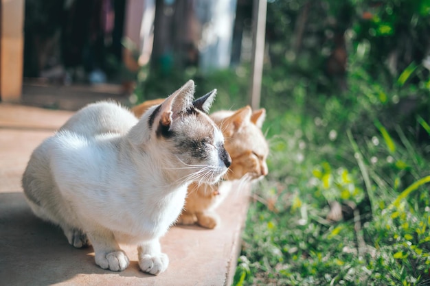 Paar Katzen weiße Katze und Ginger Tabby junge Katze sitzen auf dem Betonboden im Garten