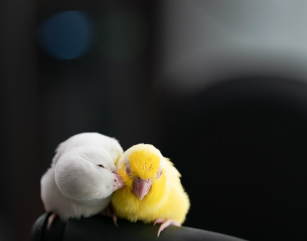 Paar kleiner Papageiensittich weißer und gelber Forpus-Vogel