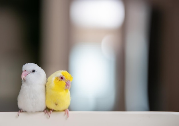 Paar kleiner Papageiensittich weißer und gelber Forpus-Vogel